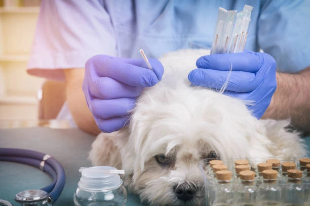 Acupuntura cachorro coluna