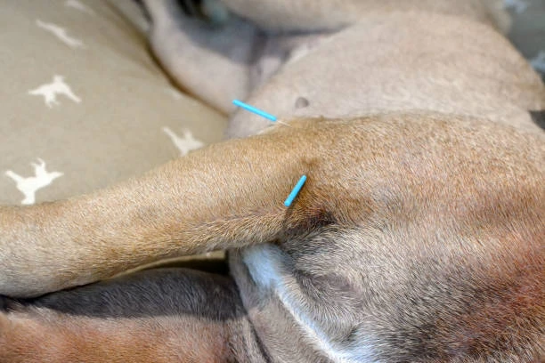 Acupuntura para cachorro no ABC