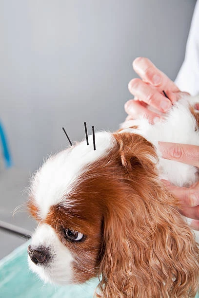 Acupuntura para cães valor