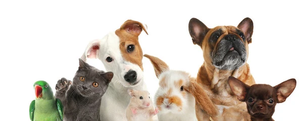 Cães e gatos clínica veterinária