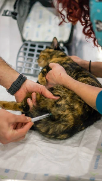 Células tronco para cães e gatos no ABC