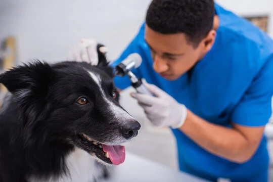 Clinica cirurgia veterinaria no ABC