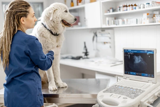 Clínica cirúrgica veterinária