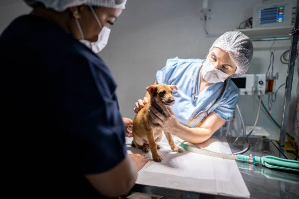 Clínica cirúrgica veterinária no ABC