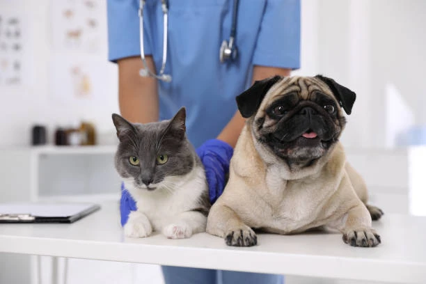 Clínica veterinária cães e gatos