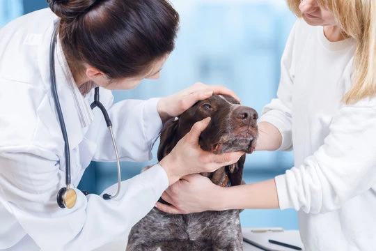 Clinica veterinaria cirurgia