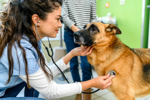 Clinica veterinaria cuidado pos cirurgico
