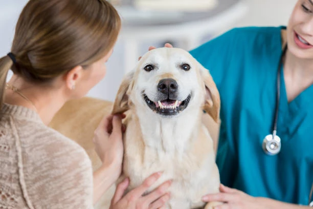 Clinica veterinaria cuidado pos cirurgico no ABC