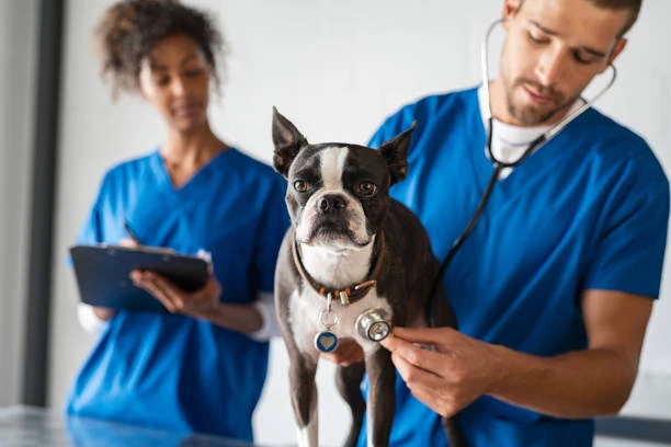 Clinica veterinaria integrativa no ABC