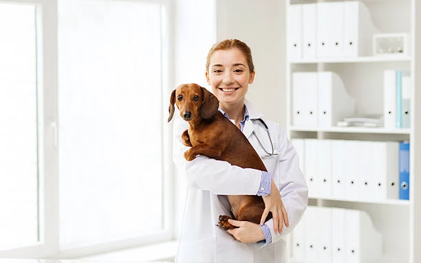 Imagem ilustrativa de Clínica veterinária no ABC