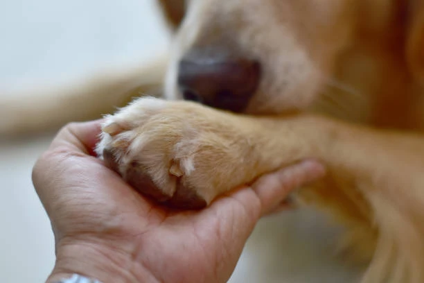 Cuidado pós cirúrgico veterinário no ABC