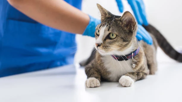 Exames veterinarios