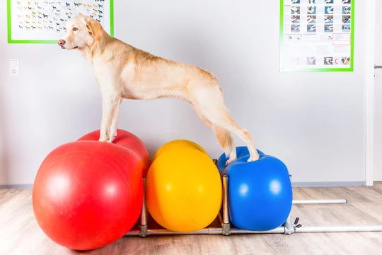 Fisio veterinaria no ABC