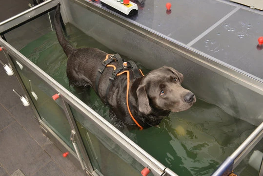 Fisioterapeuta para cachorro