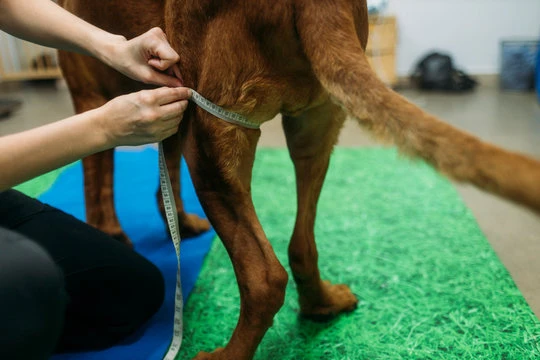 Fisioterapeuta para cachorro no ABC