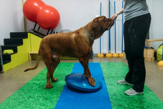 Fisioterapia para cachorro no ABC