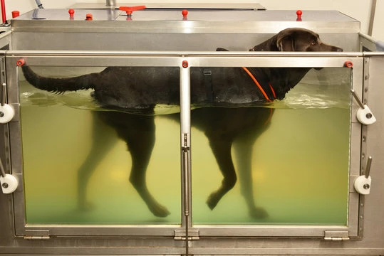 Fisioterapia cão no ABC