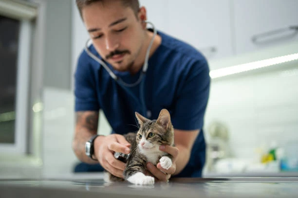 Fisioterapia para gatos