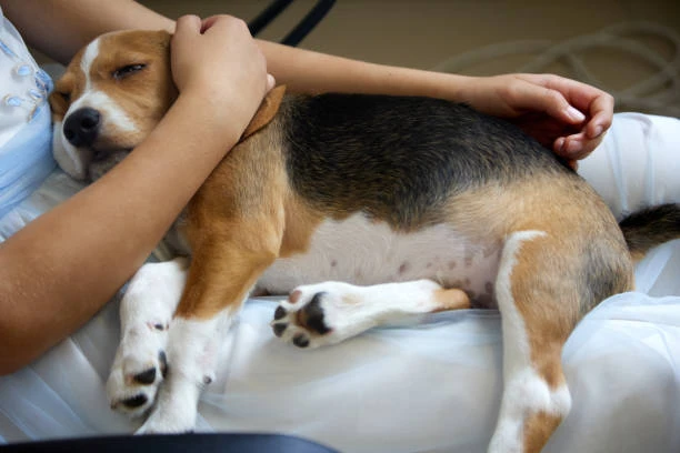 Hospital veterinário internação