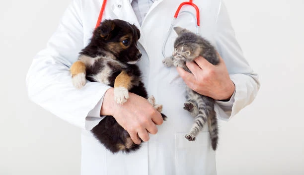 Hospital veterinario internação no ABC