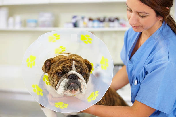 Hotel veterinário pós cirúrgico no ABC