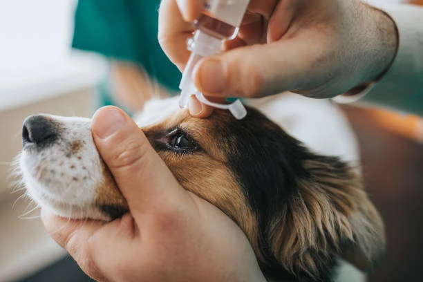 Internação clínica veterinária