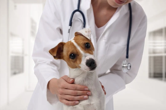 Medicina regenerativa veterinária no ABC
