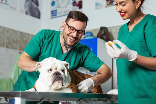 Medico veterinario cirurgiao