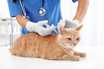 Ozonio pet
