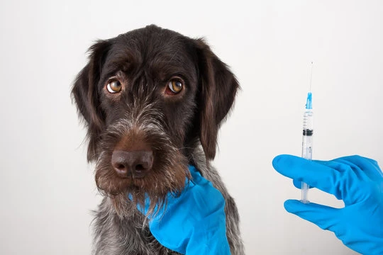 Ozonioterapia pet