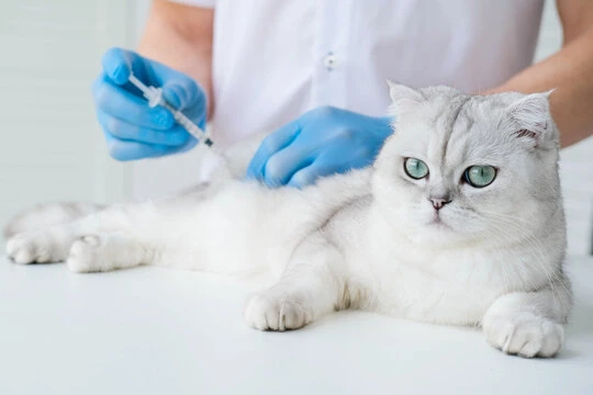 Ozonioterapia para pets no ABC