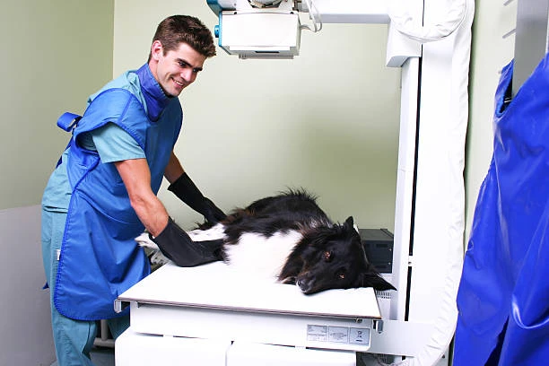 Raio x veterinario no ABC