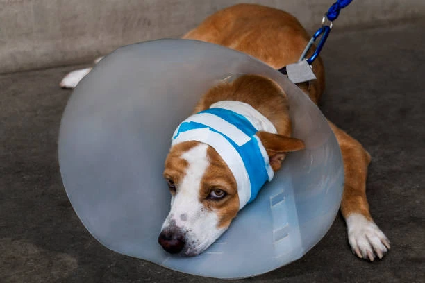 Recuperação para pets no ABC