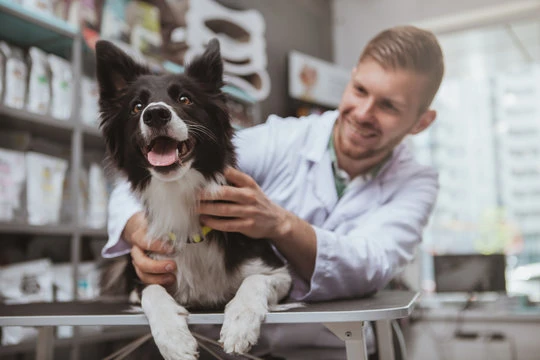 Terapia com células tronco veterinária