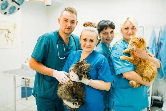 Tratamento avançado para pets no ABC