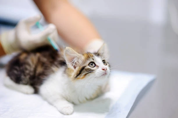 Tratamento de doenças com ozônio em animais
