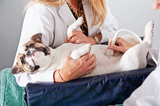 Ultrassom para cachorro preço