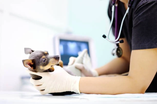 Ultrassom veterinario