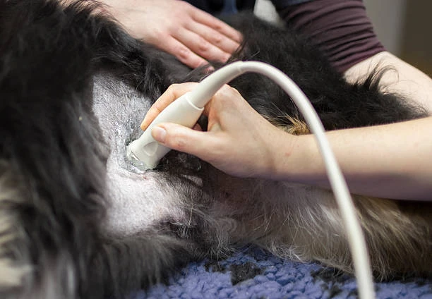 Ultrassom veterinario no ABC
