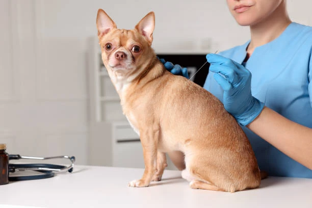 Veterinario acupuntura
