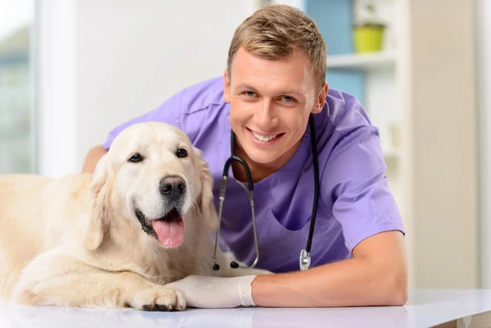 Veterinário cirurgião