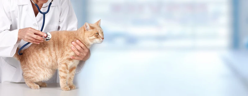 Veterinário cirurgião no ABC
