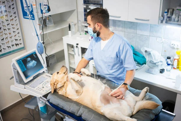 Veterinário perto de mim