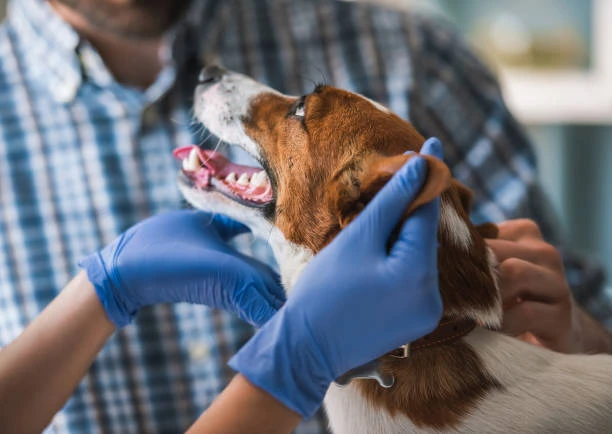 Imagem ilustrativa de Veterinário perto de mim no ABC